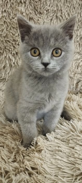 Шотландский скоттиш страйт мальчик