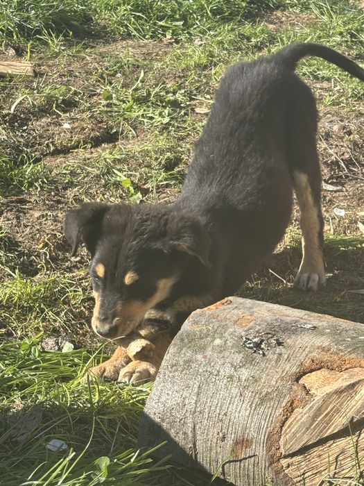 Pieski do adopcji