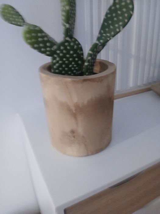 Vendo vaso de madeira com cacto em bom estado