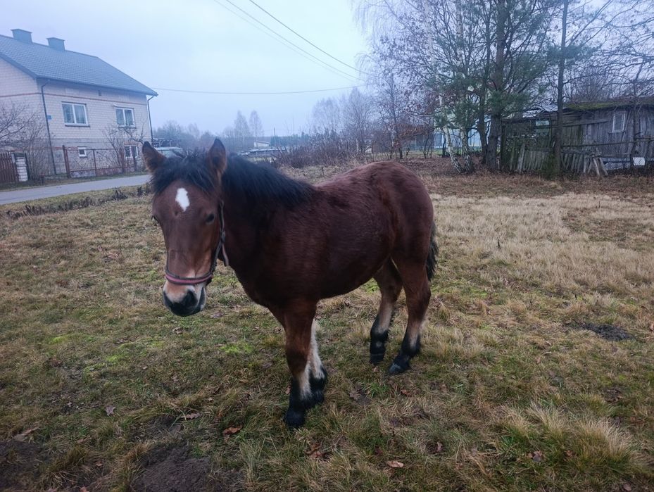 Źrebak 7 miesiecy