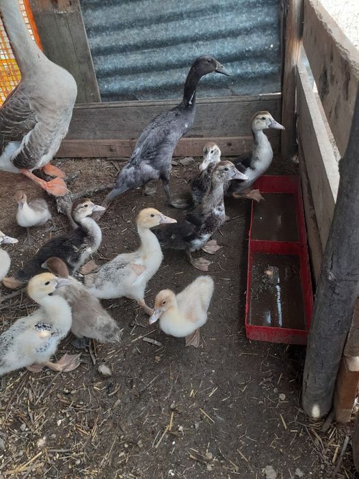 Patos mudos jovens