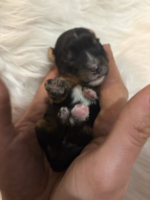 Do Rezerwacji Pixel Yorkshire Terier Biewer