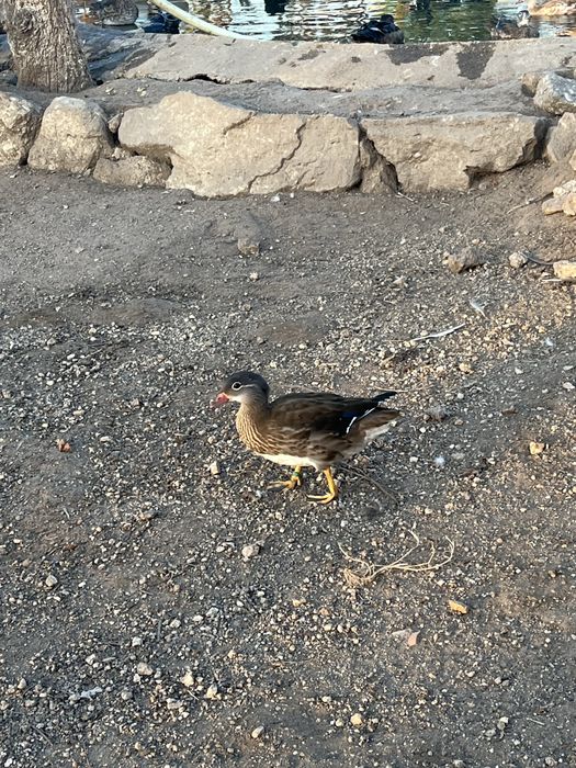 Patos ornamentais
