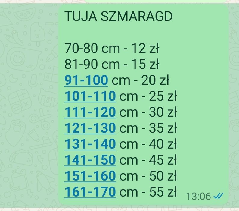 TUJA Szmaragd THUJA 80-160 cm.