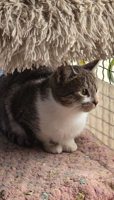 Молоді котики в добрі руки