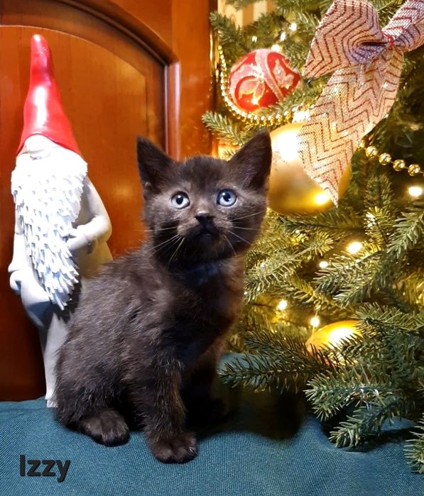 Kotka brytyjska czekoladowa