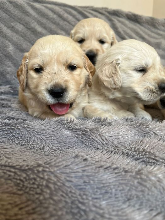 Golden Retriever