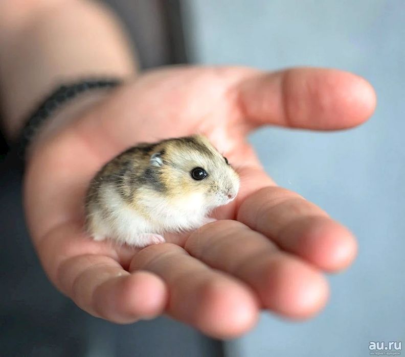 Джунгарики продаю