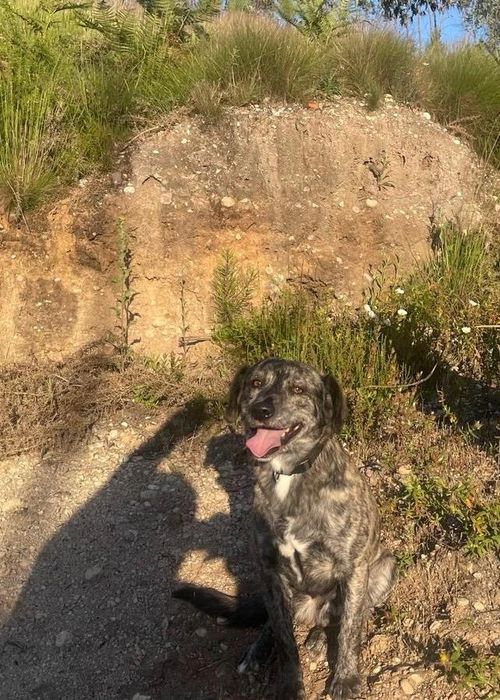Cão para adoção.