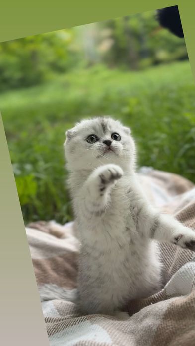 Котики шотландські висловушки кошенятка срібна шиншила породисті