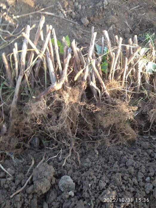 Саджанці малини Еріка