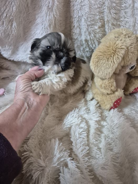 Shih-tzu Macho Tricolor Criadora Registada PT 3088 FL