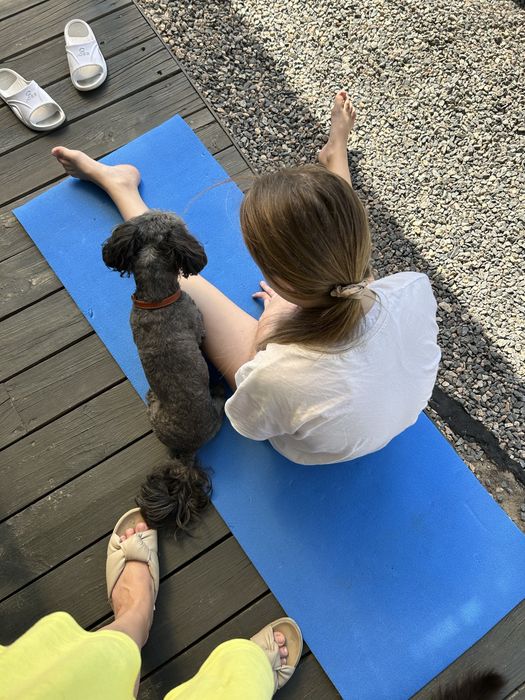 Шукаємо подругу для собаки шицу мальтіпу пудель шипу случка