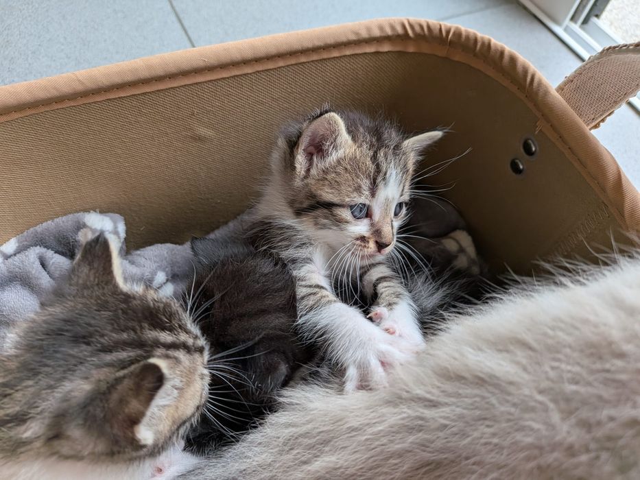 Dou gatos para adopção