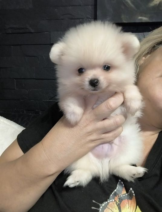 Spitz Anão.Lulu da Pomerânia. Perfeito