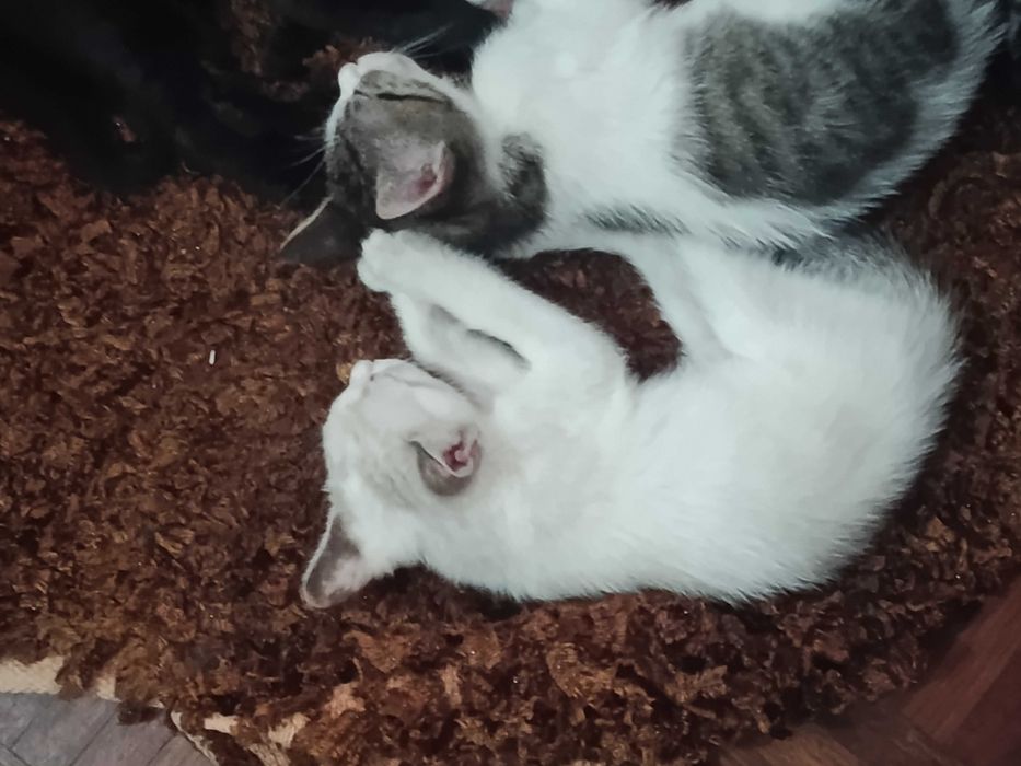 Doar gatinhos bebes