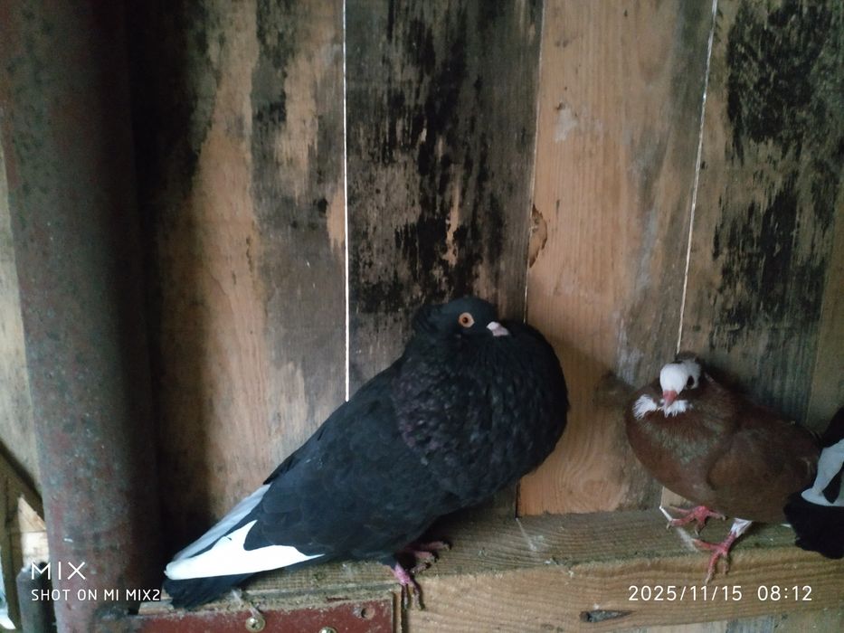 Gołębie sztaficery garłacze