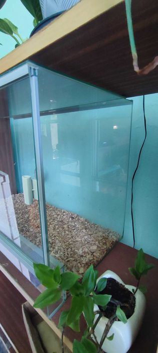 Terrarium wąż pająk agawa