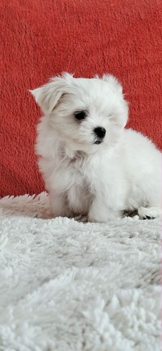 Maltańczyki Maltańczyk piesek rod 4pok.-pełny