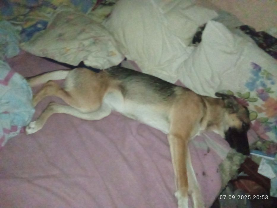 Шукаємо люблячу родину