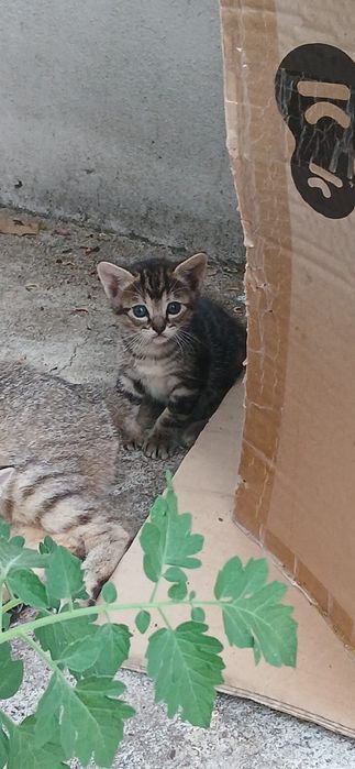 Gatos bebés para dar