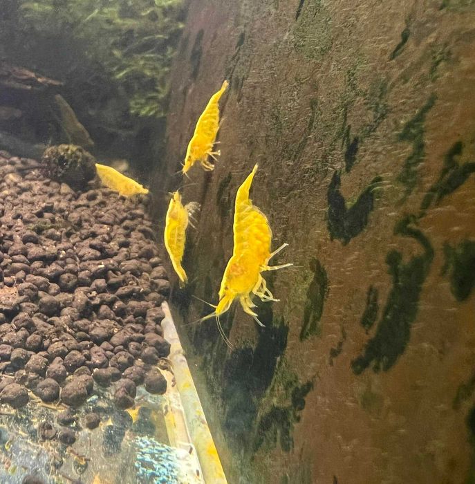 happyaquarium.pt - Camarões Neocaridina