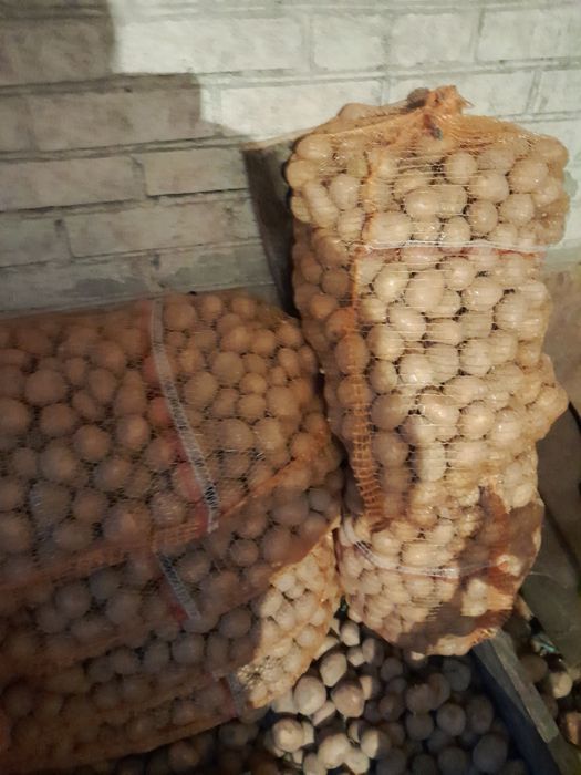 Ziemniaki sadzeniaki Wineta oraz Mariola