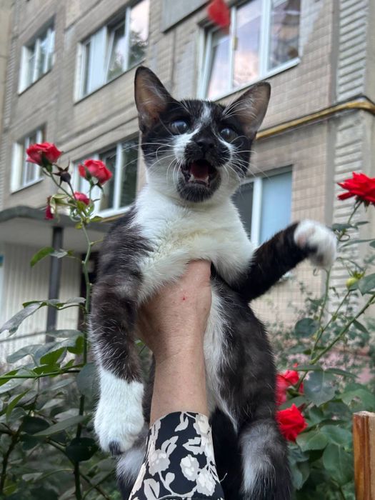 Віддам в добрі руки кошеня