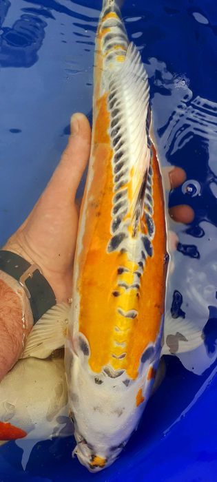 Karp Koi Kohaku Showa Yamatonishiki #GRLKOI