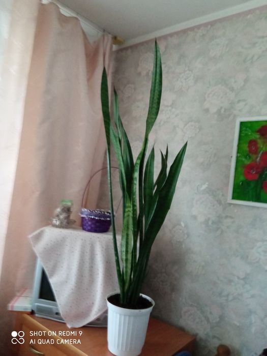 Продам чудесный комнатный цветок.