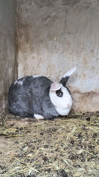 Продам декоративні кролики