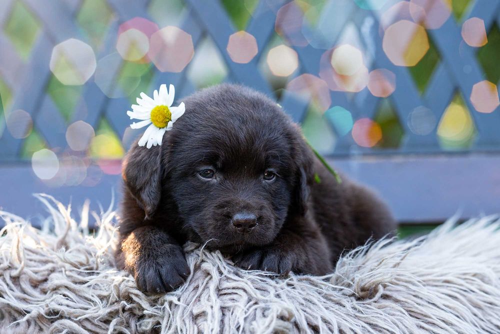 Labrador Retriever – FCI odbiór początek Września