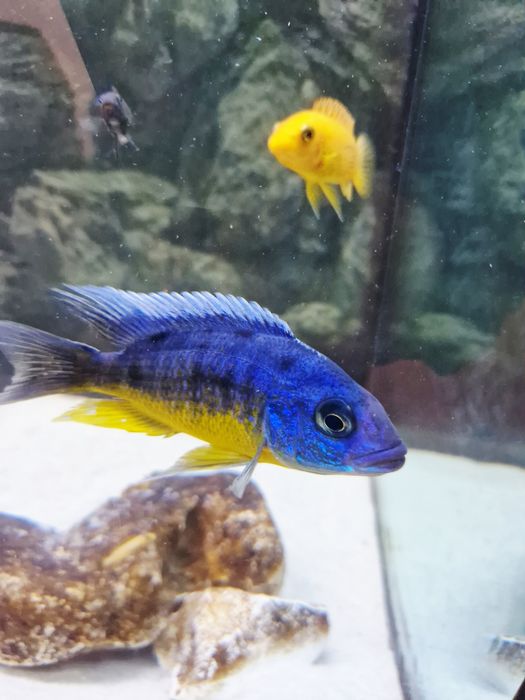 Ciclideos protomela taiwan reef