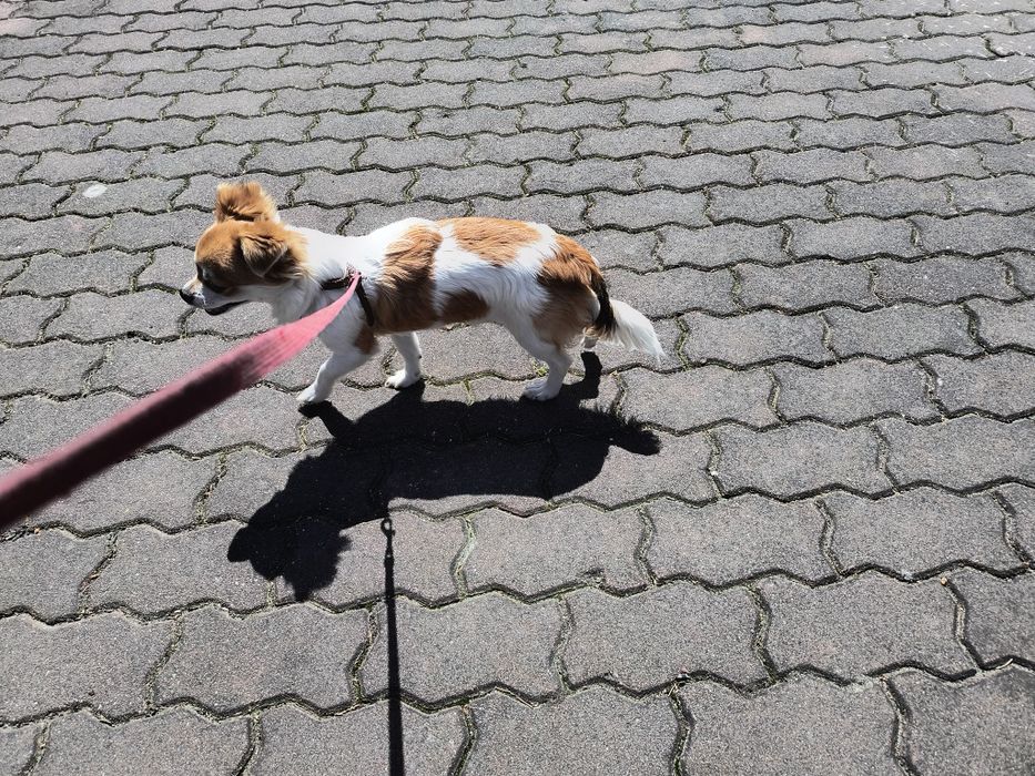 Chihuhahua piesek odchowany 15 miesięczny śliczny