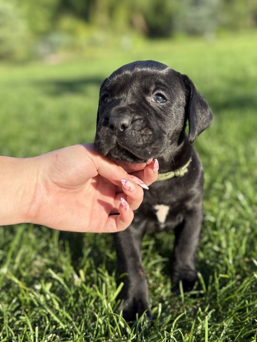 Cane Corso szczeniak