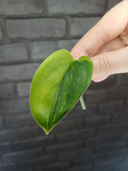 Scindapsus Moonlight Variegata Mint Type #1