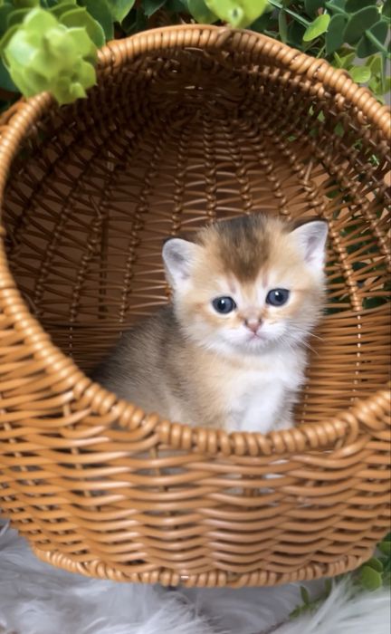 Неймовірний плюшевий котик