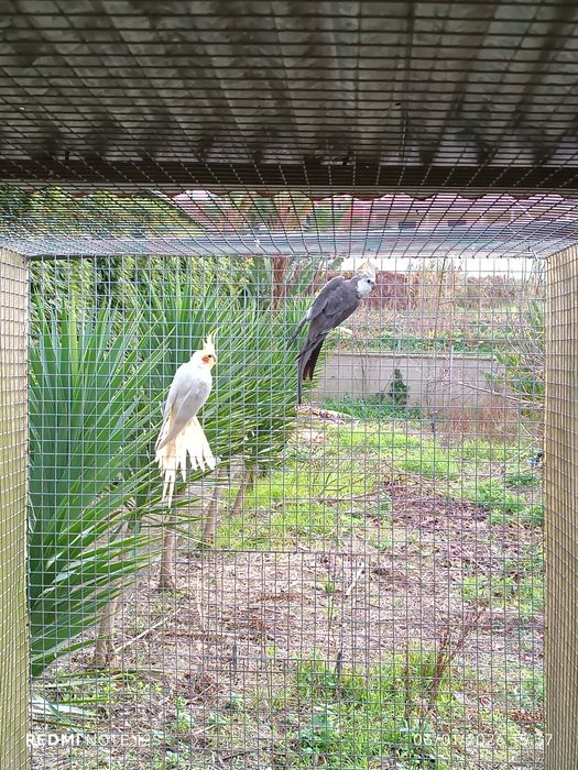 Caturras machos adultos