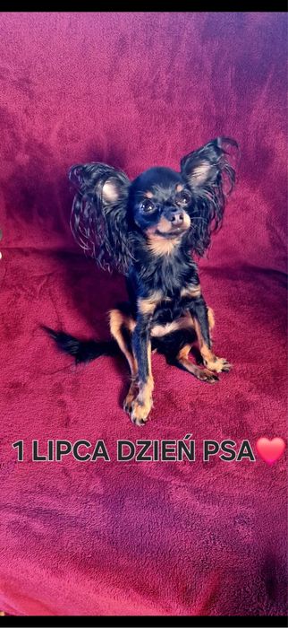 Toy Rosyjski dlugowlosy