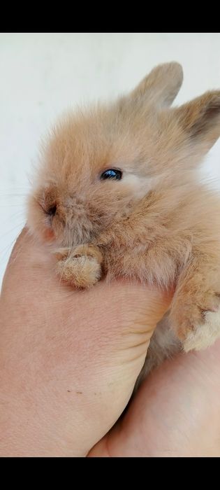 Кролик декоративный,міні кролик карликові крольченята