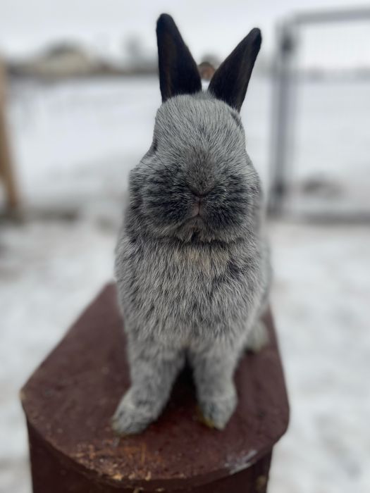 Велике Світле Срібло