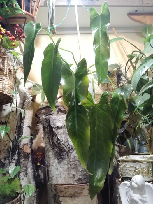 Philodendron Spiritus Sancti Santa Leopoldina UNIKAT monstera filodend