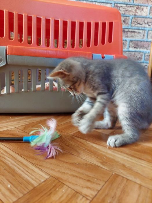 Котенок в добрые руки