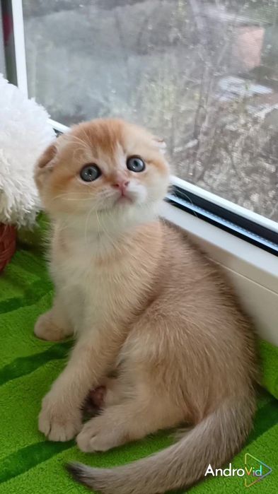 Вислоухий котик золотая шиншилла