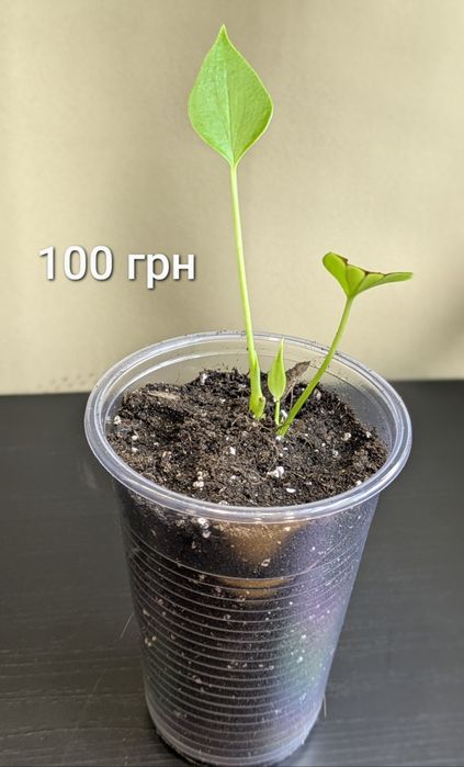 Антуріум Андре Ред Чемпіон червоний