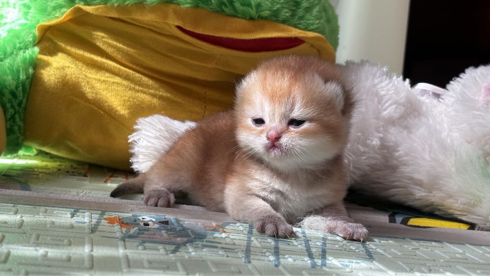 Лапуля кошенятко