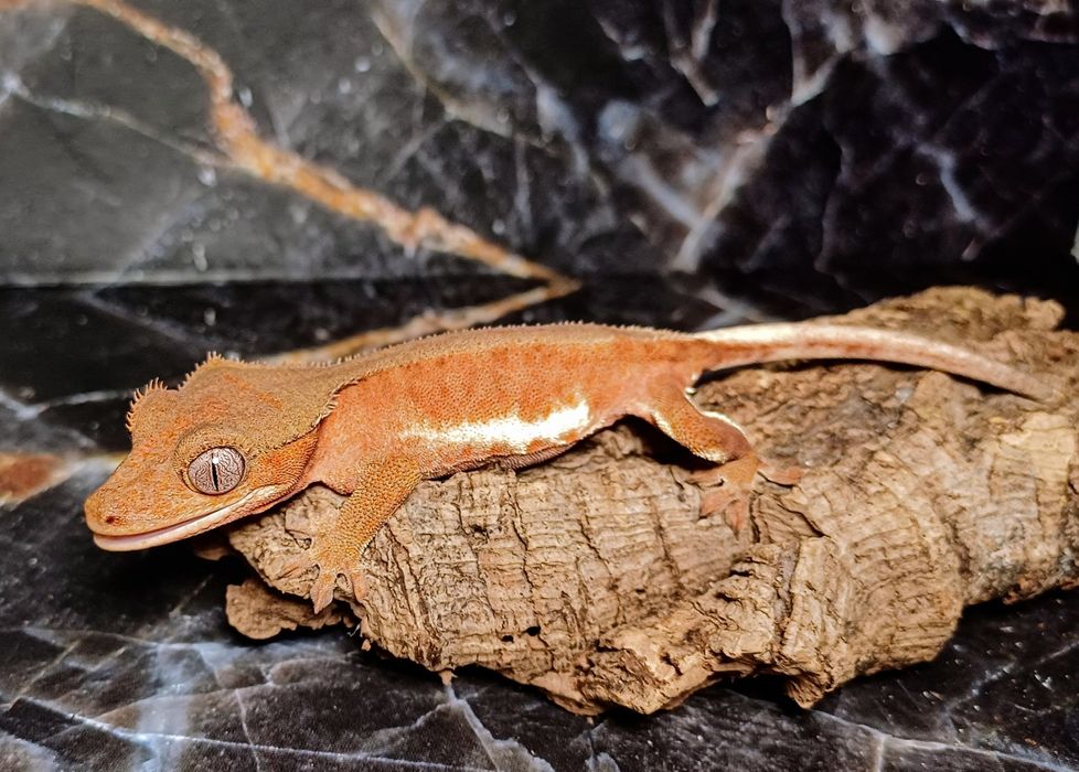 Gekon orzęsiony samica