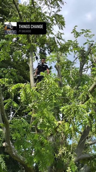 Serviços de jardinagem - Manutenção de Jardins