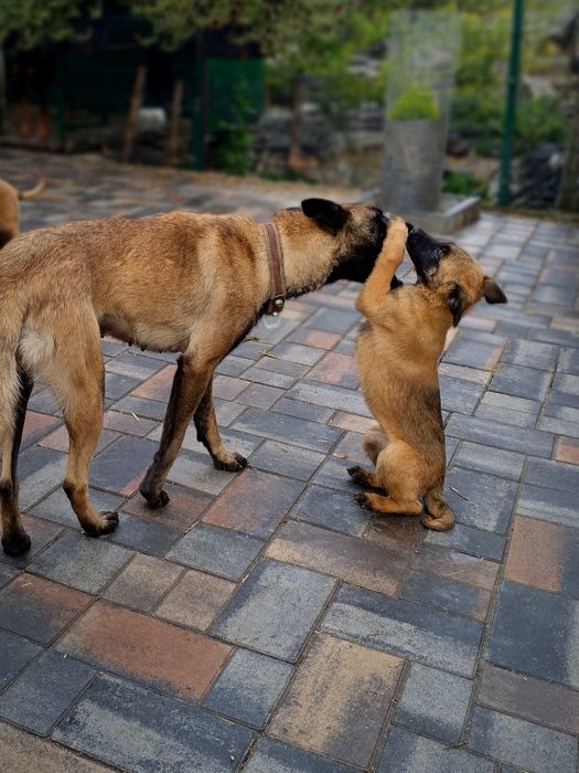 Ексклюзивні Малюки  Малінуа.