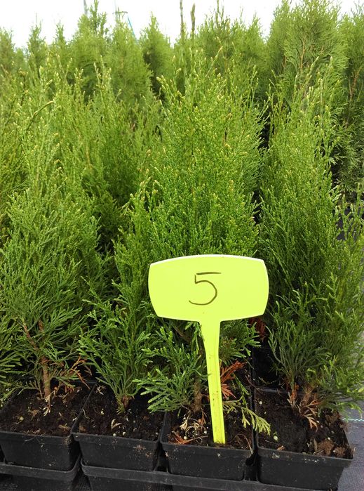 Tuja szmaragd Super Promocja , tuje 50-60cm, zimozielony żywopłot